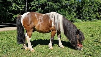 PRODÁM PONY / SHETTY / VALACH