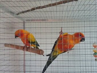 Aratinga slunecni