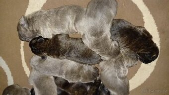Cane Corso bez PP
