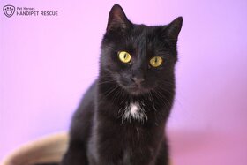 elegantní Arwen - kočka k adopci