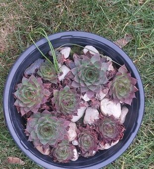 Prodám misku s netřesky.