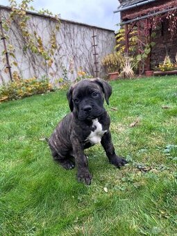 Cane Corso štěňátka BEZ PP