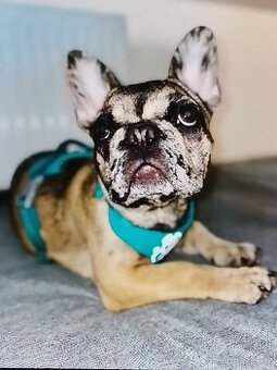 Francouzský buldoček