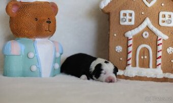 Miniaturní americký ovčák