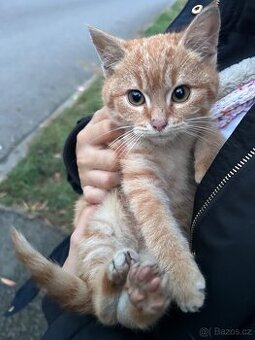 Darujeme kočičku