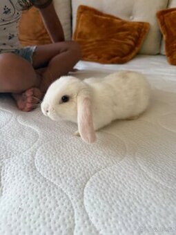 Zakrslý králíček