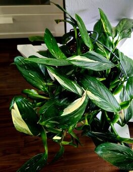 Monstera standleyana variegata