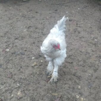 kohout Brahmanka lavender