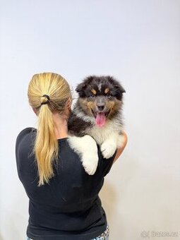 Australský ovčák s PP - Nakoa Cofi Capito