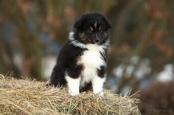 Australský ovčák s PP - Obsidian Cofi Capito