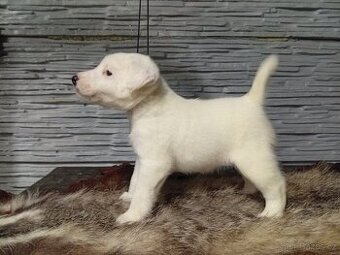 Foxterier hladkosrsty s PP