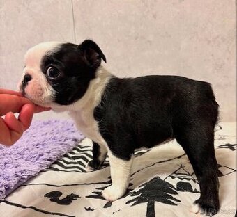 Štěňata bostonského teriéra k adopci.