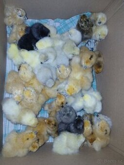 Kuřata hedbavničky