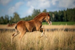 Loňský hřebeček Welsh pony of cob type