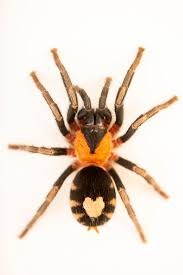 Tarantule , sklípkan