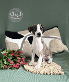 Whippet/vipet štěně s PP FCI