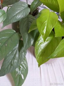 Epipremnum 2 druhy Cebu blue / Neon