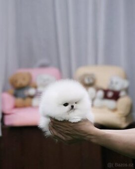 Pomeranian s PP