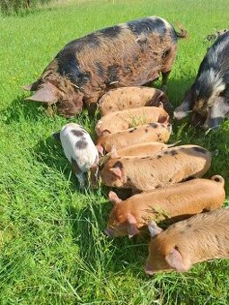 Kune kune selata