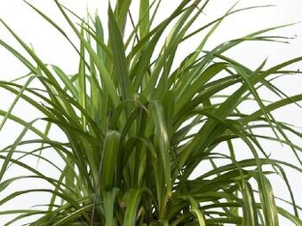 Zelenec - Chlorophytum comosum - Zelený - rostlina