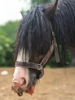Drum horse plemený hřebec