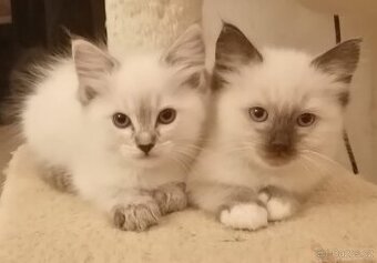 Ragdoll koťátka