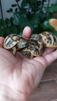 Želva zelenavá - letošní mláďata s CITES