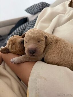 Goldendoodle F2
