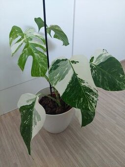 Monstera albo variegata - 1