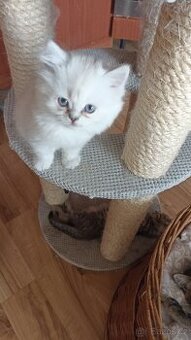 Britský kocourek s PP