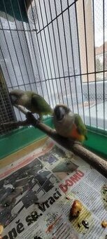 Papoušek senegalský