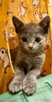 Ruská modrá kočka s PP, kotě