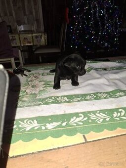 Čivava krátkosrstá