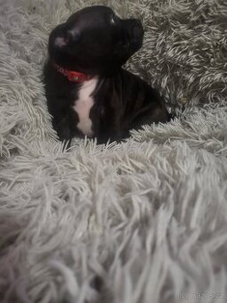 Stafordširský bulterier