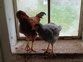 Domácí kohouti z volného chovu stáři 18 týdnu - 1