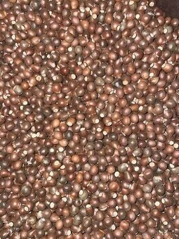 Klokoč zpeřený - sušené plody k tvoření/dekoraci