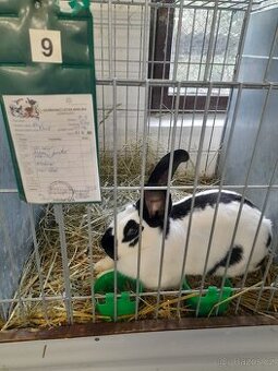 Německé obrovité straky