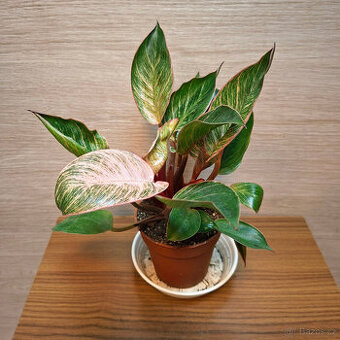 Philodendron Pink Bikini
