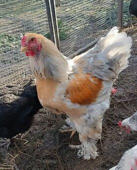 Mladý kohoutek Brahmánky