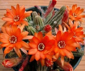 Kaktusy, sukulenty Strážnice - 1