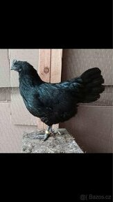 - Ayam Cemani