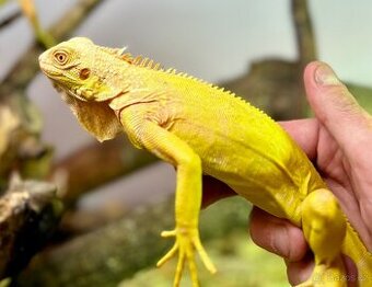 Leguan zelený