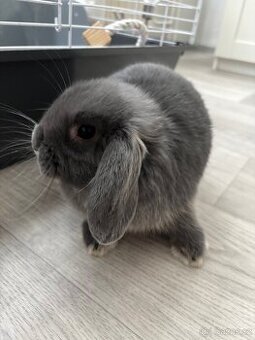 Minilop králík (+ všechny potřebné věci)