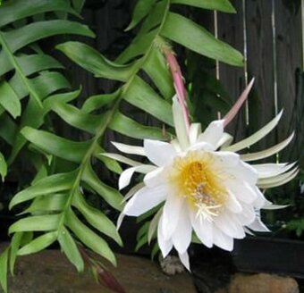 Epiphyllum chrysocardium - 1