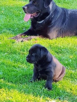 Labrador