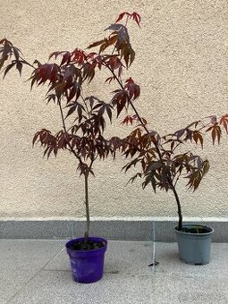 Japonský javor, zahrada, skalka, 2ks samostatně