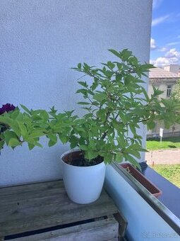 Hortenzie latnatá