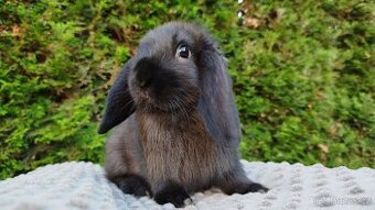 Zakrslý beránek, králíček, králík - PEGAS