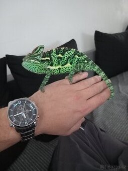 Chameleon Jemenský + terarium