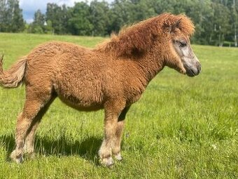 Shetland pony klisnička s PP
